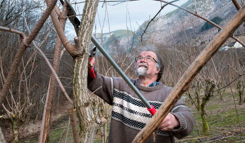 Frøy Svarthyll mot forkjølling og influensa - Kinsarvik Naturkost