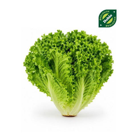 Økologisk crispy salat 1 stk - Kinsarvik NaturkostGoodlifeFG000002helsekost