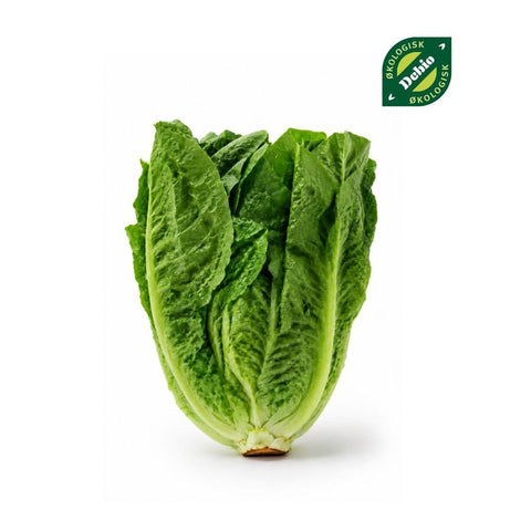 Økologisk Romano salat 1 stk - Kinsarvik NaturkostGoodlifeFG000082helsekost